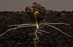 為什么要進行土壤有機質檢測？